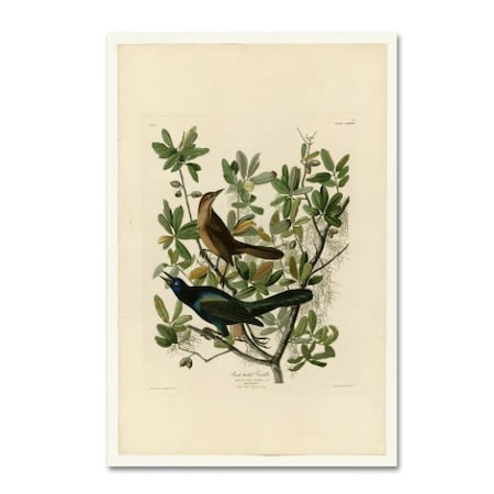 Audubon 'Boattailed Grackleplate 187' Canvas Art,16x24